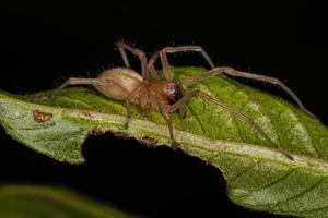 araña de saco de patas largas adulta foto