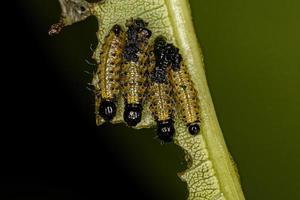 Leaf Beetle Larvae photo