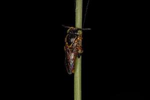 Adult stingless bee photo