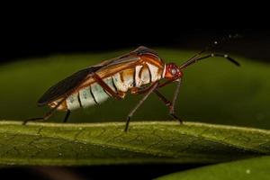 Adult Leaf-footed Bug photo