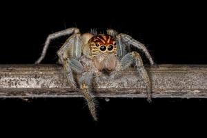 Adult Female Jumping Spider photo