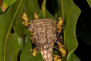 Adult Long-waisted Paper Wasps photo