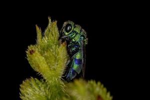 Adult Cuckoo Wasp photo