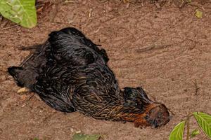 dead adult black chicken photo