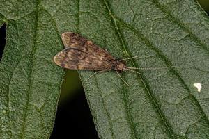 Adult Net-spinning Caddisfly photo