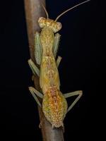 Acontistid Mantis Nymph photo