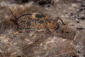 Adult Cocoon Weevil photo