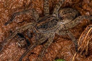 Small Wolf Spider photo