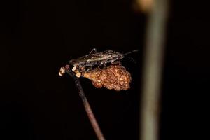 Adult Seed Bug photo