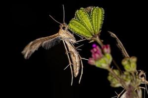 polilla de penacho adulto foto