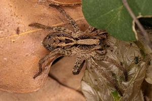 Small Wolf Spider photo