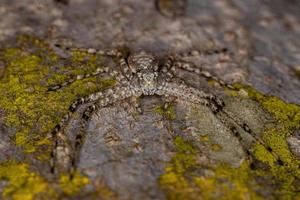 Small Female Crab Spider photo