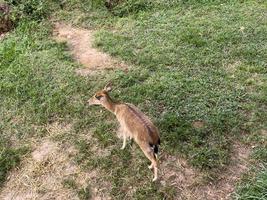 la parte trasera del ciervo joven solitario. foto