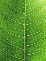 leaf texture with a unique pattern photo