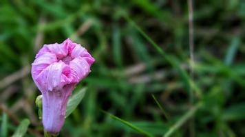 beautiful flowers in the garden photo