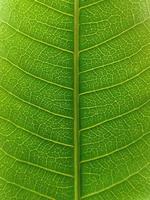 leaf texture with a unique pattern photo