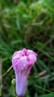 beautiful flowers in the garden photo