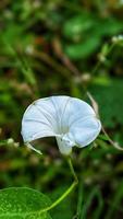 beautiful flowers in the garden photo