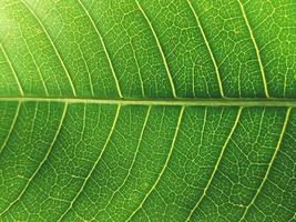 textura de hoja con un patrón único foto