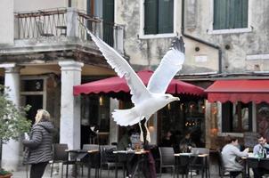 Seagull fly on the Classic Venice square campo with typical buildings background. Italy. photo