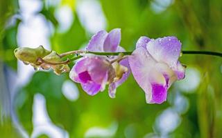 flor de orquídea con gota de lluvia en el jardín foto