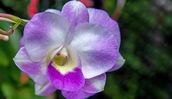 flor de orquídea púrpura en el fondo de la naturaleza foto