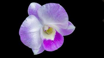 flor de orquídea púrpura en el fondo de la naturaleza foto