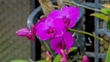 purple orchid flower in nature background photo