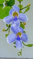 Bengal clock vine, Blue Trumpet, Blue Skyflower, Skyflower, Clock vine, Heavenly Blue, blooming in the garden photo