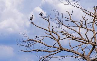 pájaros posados en una rama seca foto
