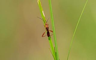 Cydnidae on a leaf in the meadow photo