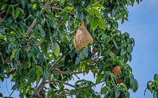 nido de gorrión en un árbol en el jardín foto