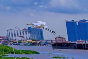 Heron, Bittern, Egret flying in to the sky photo