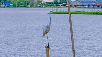 Heron, Bittern, Egret perched on a tree stump in the river photo