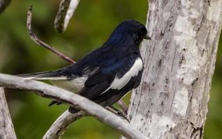 Oriental Magpie Robin perched on dry tree photo