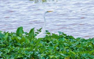 Heron, Bittern, Egret in natural environment photo