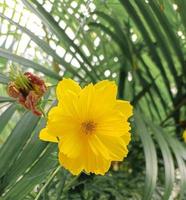 yellow flowers and green leaves photo