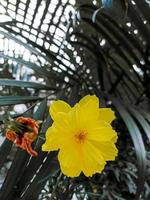 yellow flowers and green leaves photo