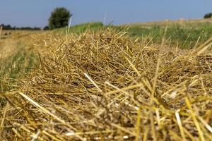 un campo con cereales en el verano foto