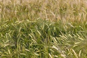 un campo agrícola donde crece el trigo de cereales maduros foto