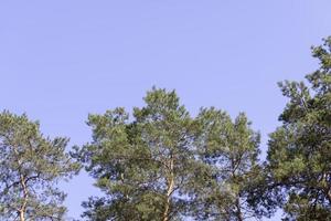 A variety of trees growing in the park photo