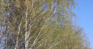 spring nature with a birch tree whose branches are swaying from the wind photo