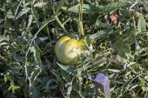 Green unripe tomatoes in the greenhouse photo