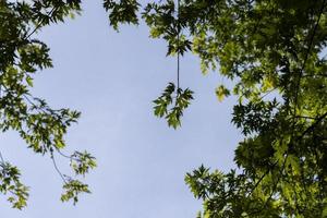 árbol de arce alto en verano foto