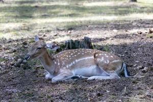Deer resting in hot weather photo