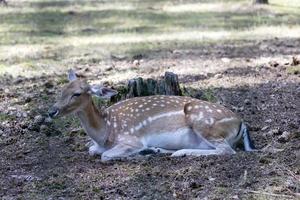 ciervo descansando cuando hace calor foto