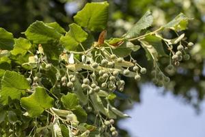 High linden tree in summer photo