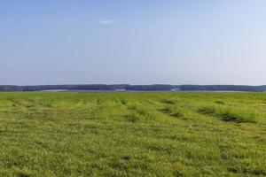 field with grass for harvesting fodder for cows photo