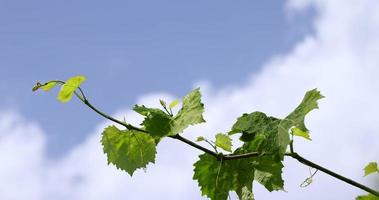 green foliage of grapes in summer in vineyards photo