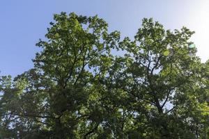 tall trees in the summer photo